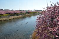 河津川沿いでは最も美しいといわれる峰地区の桜並木